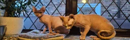 Sphynx cats for sale: Adorable Canadian Sphynx Champion father line.  - Advert 8