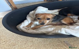 Jack Russell dogs for sale: Jack Russell puppies for sale - Image 24