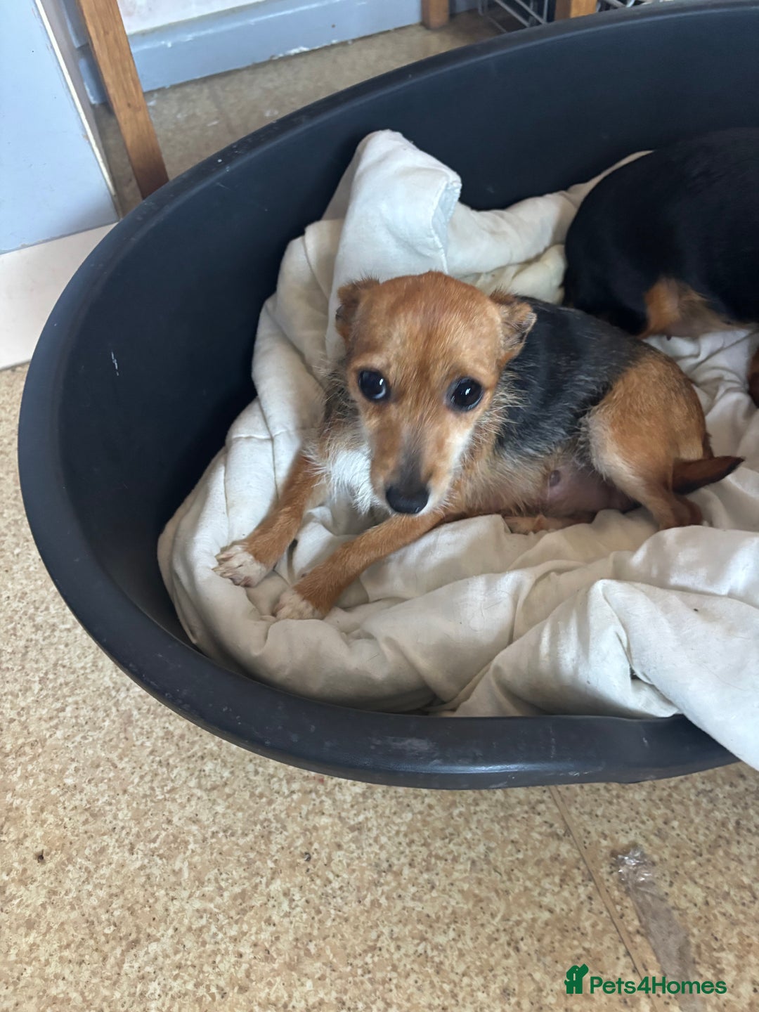 Jack Russell dogs for sale: Jack Russell puppies for sale - Image 24
