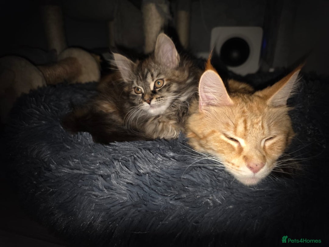 Maine Coon cats for sale: Pure Maine Coon kittens  - Advert 3