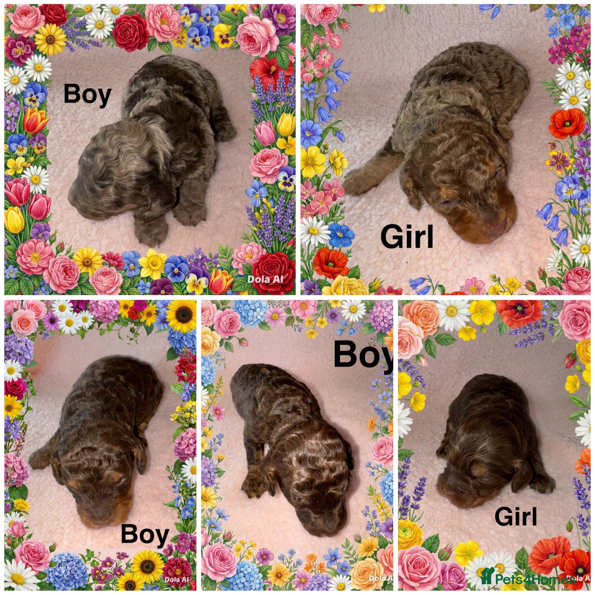 Cockapoo dogs DNA TESTED, Stunning Cockapoo Pups,Ready 5th June  - Advert 6