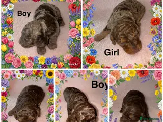 Cockapoo dogs DNA TESTED, Stunning Cockapoo Pups,Ready 5th June - Advert 6