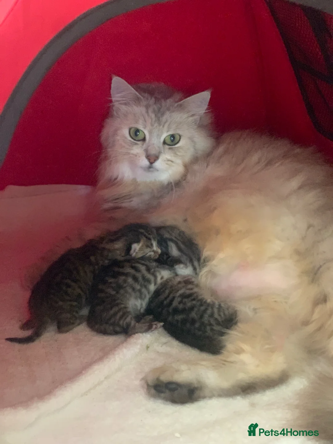 Mixed Breed cats for sale: Beautiful kittens ready end june  - Advert 8