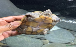 Turtle reptiles for sale: Common Musk Turtle + Full Tank Setup — £90 ONO - Image 4