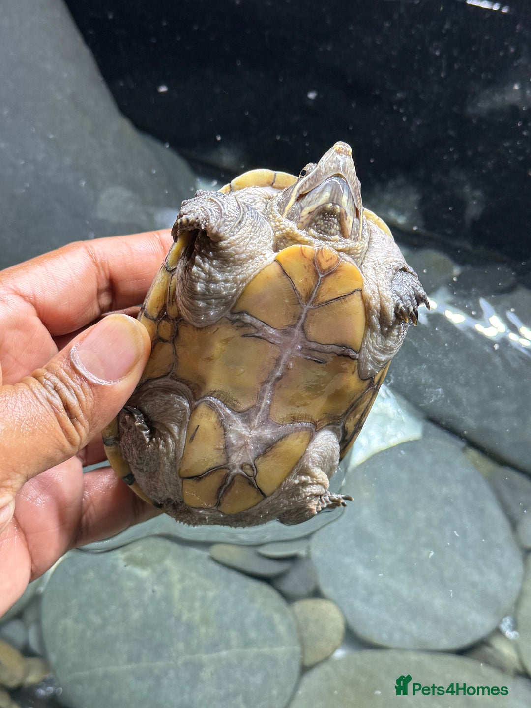 Turtle reptiles for sale: Common Musk Turtle + Full Tank Setup — £90 ONO - Image 4