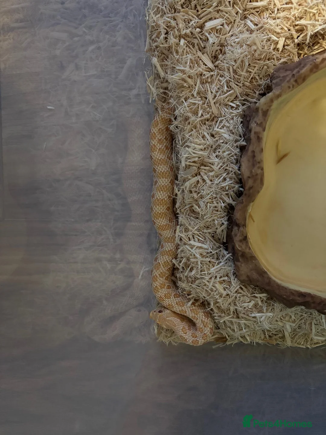 Snake reptiles for sale: Hognose snakes  in Havant - Advert 3