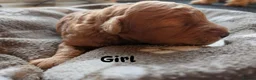 Toy Poodle dogs for sale: Beautiful Toy Poodle Puppies – Red & Apricot ❤️ - Advert 10