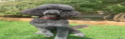 Labradoodle dogs for sale: Labradoodle Puppies - Advert 1