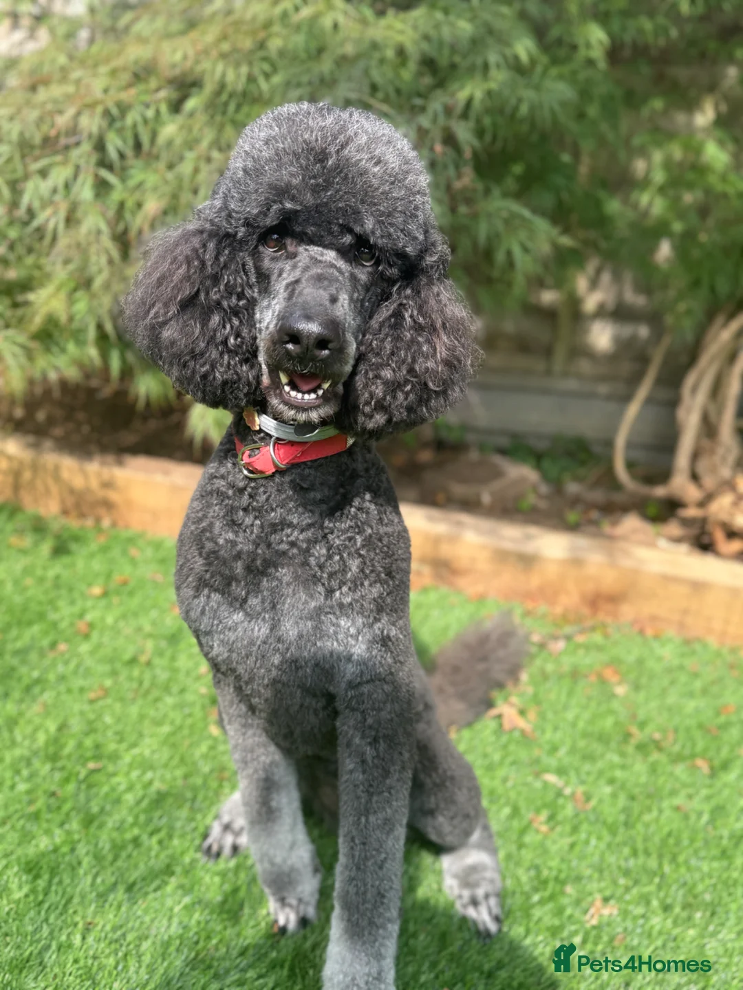 Labradoodle dogs for sale: Labradoodle Puppies - Advert 1