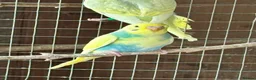 Budgerigars birds for sale: Baby Budgies for sale - Advert 7