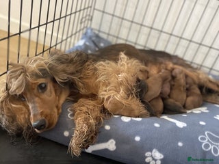 Cockapoo dogs Quality Cockapoo puppies - Advert 2