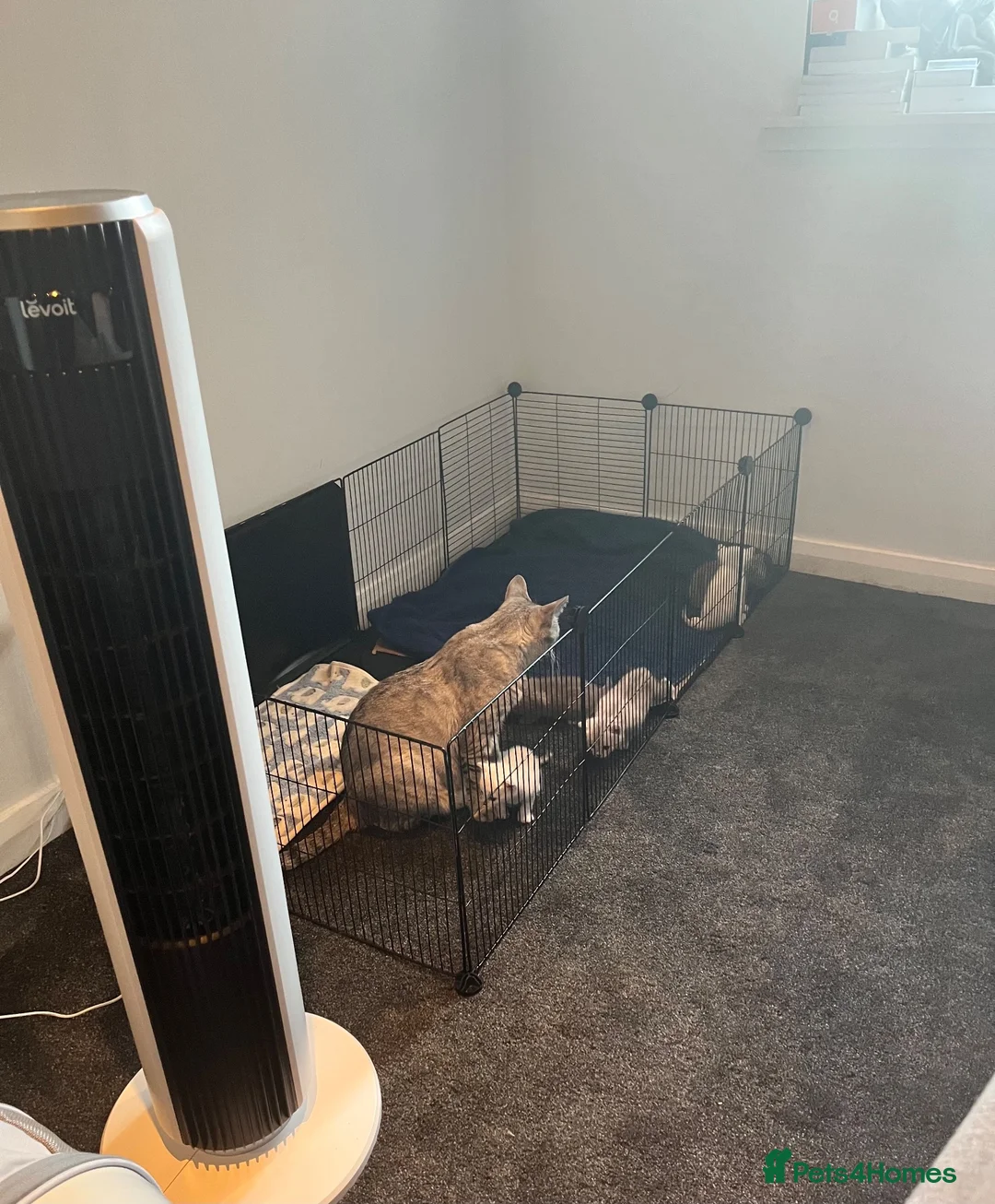 Mixed Breed cats for sale: Talitha’s Kitten  - Advert 2