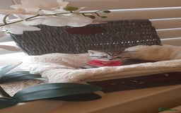 Scottish Fold cats for sale: 😻 Adorable Scottish Fold Kittens For Sale😻 - Image 12