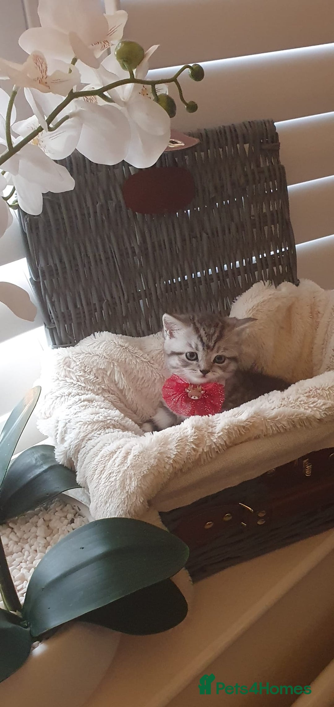 Scottish Fold cats for sale: 😻 Adorable Scottish Fold Kittens For Sale😻 - Image 12