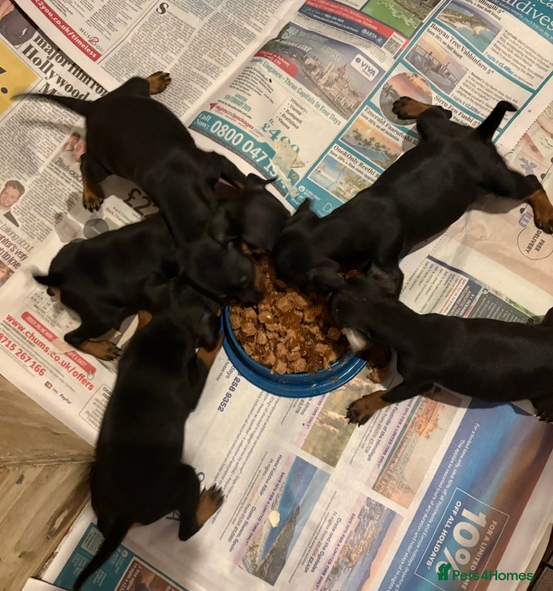 Miniature Pinscher dogs for sale: Beautiful miniature Pinscher puppies  - Advert 6