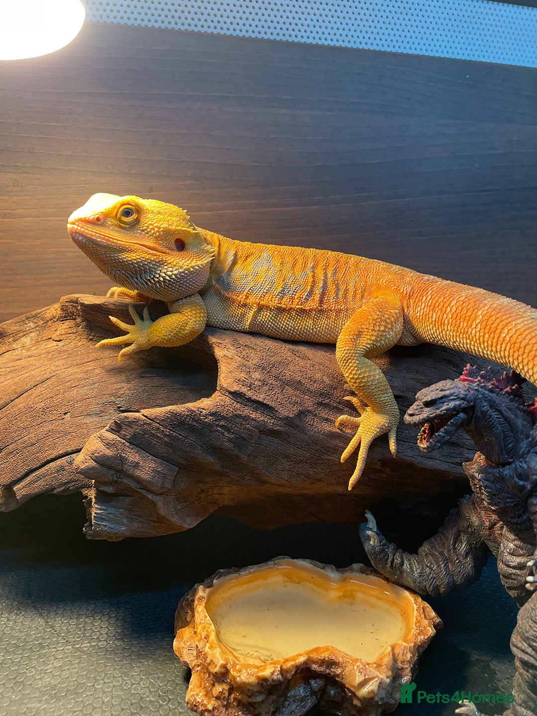 Bearded Dragon reptiles for sale: Bearded Dragon+Set - Advert 1