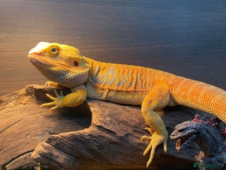 Bearded Dragon reptiles 1 yr Bearded Dragon for Sale – All set included - Advert 2