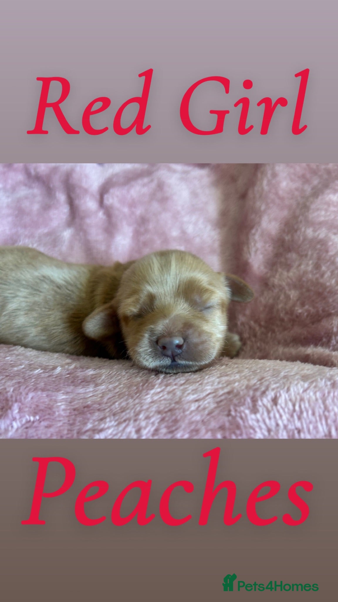 Mini Goldendoodle dogs F4B Miniature Goldendoodles - Advert 1