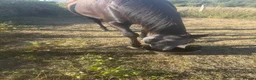 British Warmblood horses for sale: Horse for sale  - Advert 3