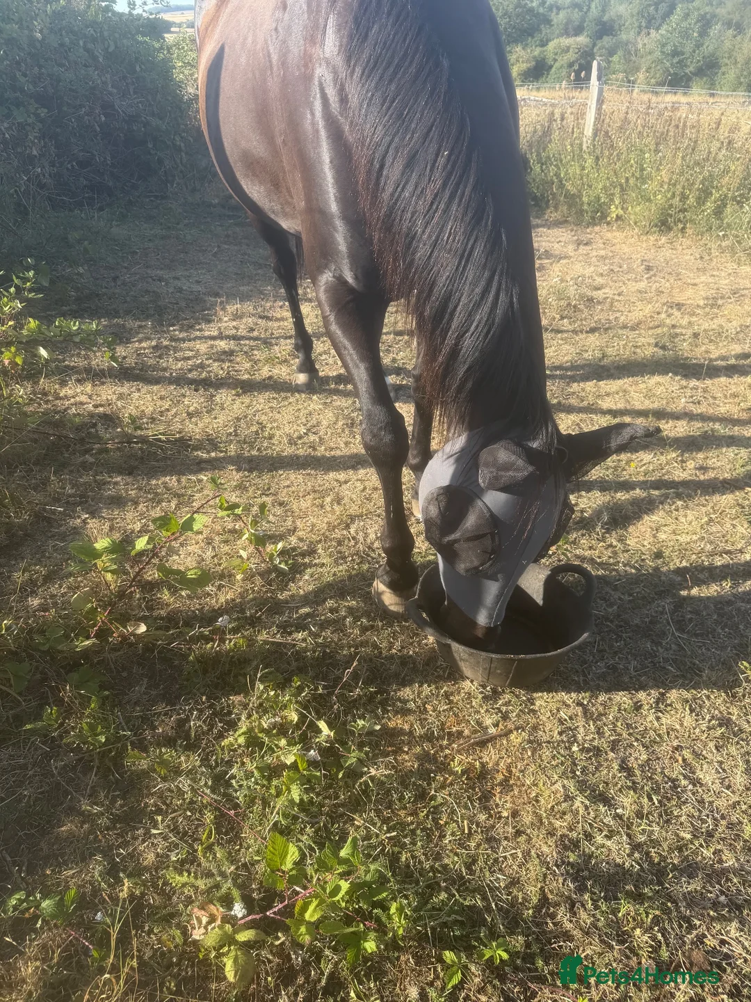 British Warmblood horses for sale: Horse for sale  - Advert 3