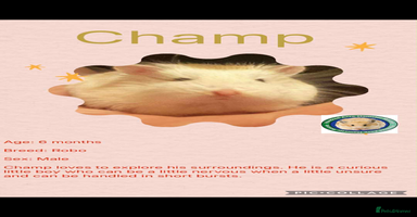Hamster rodents Hamster - Advert 4