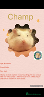 Hamster rodents Hamster - Advert 4