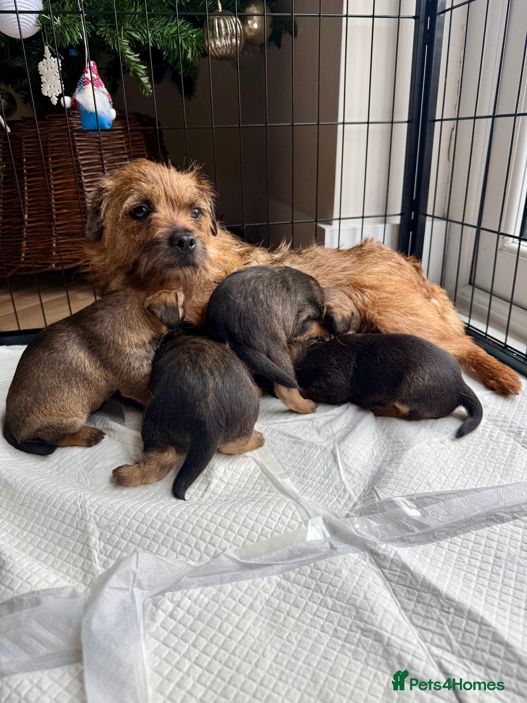 Border Terrier dogs for sale: KC registered border terrier puppies  - Advert 5