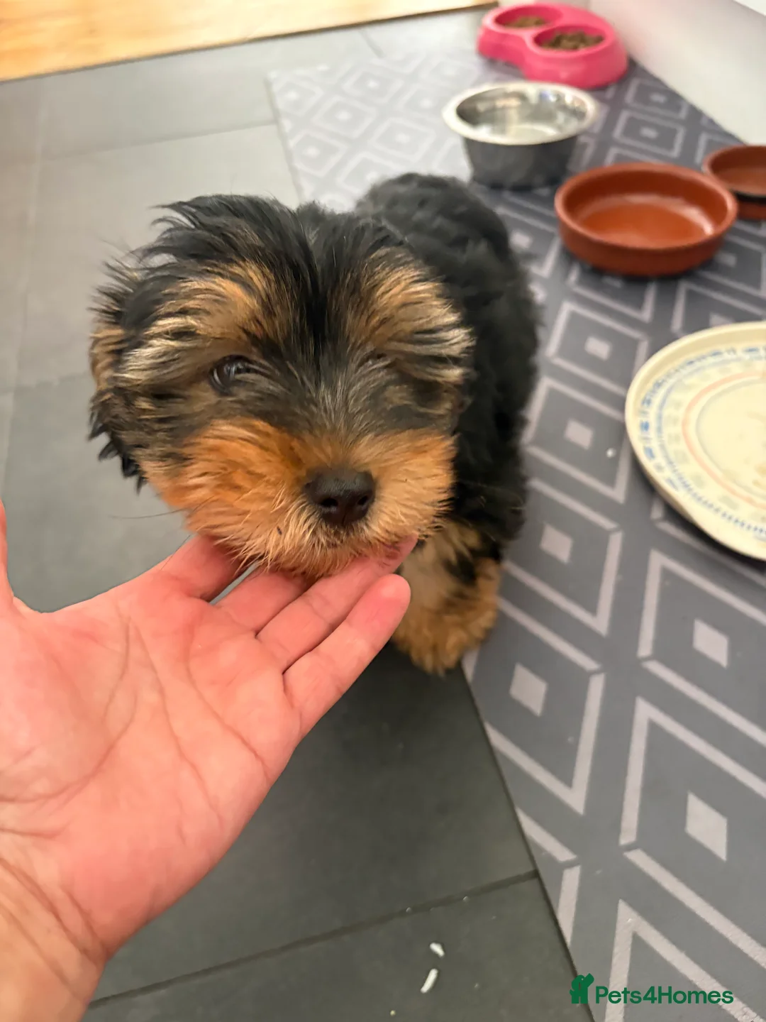 Yorkshire Terrier dogs for sale:  5- Adorable Yorkshire Terrier Puppies  - Advert 2
