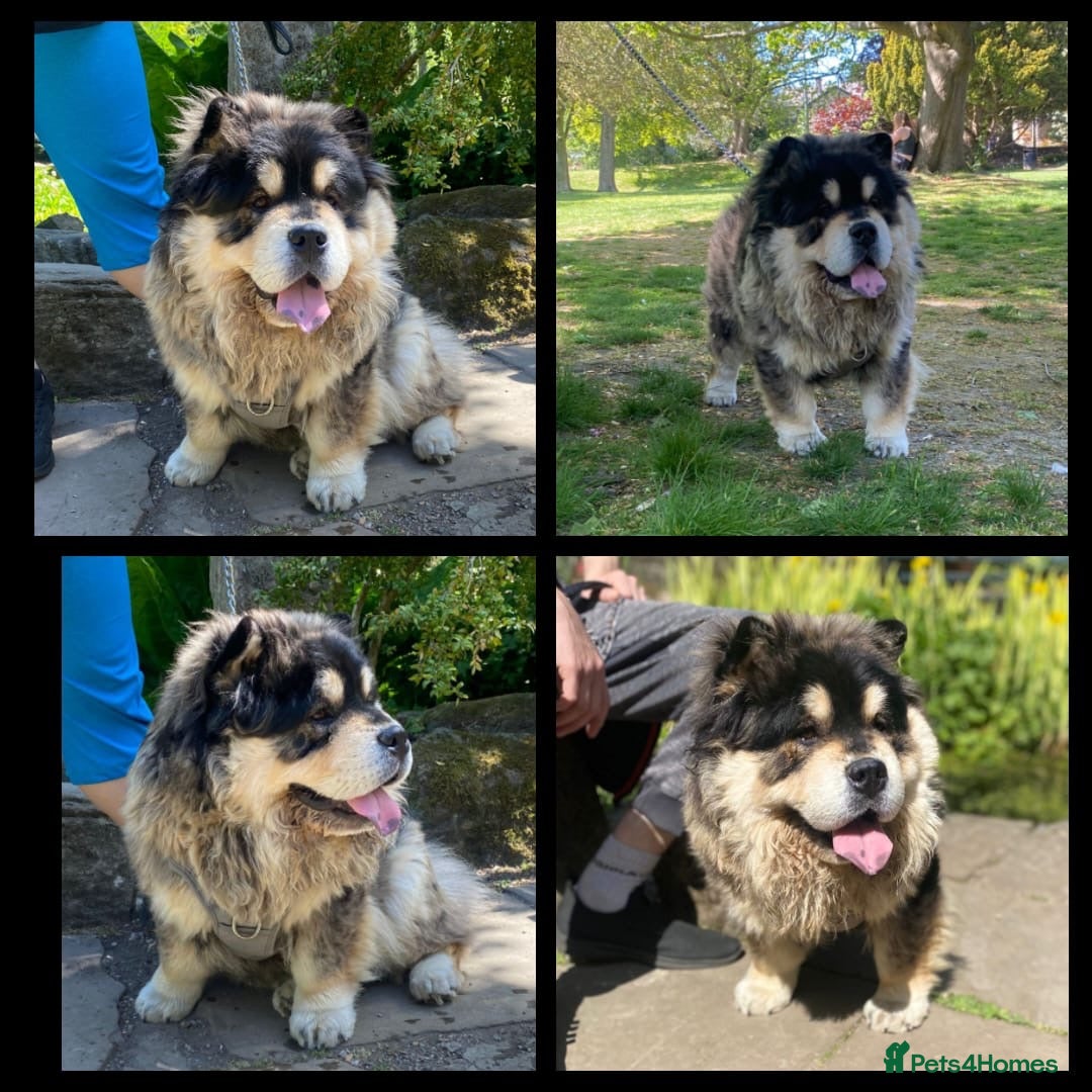 Chow Chow dogs for sale: Blue and Cream carry Tan ChowChow puppies  - Advert 13