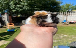 Guinea Pig rodents for sale: Peruvian cross Silkie Longhaired Guineapig Babies - Image 8
