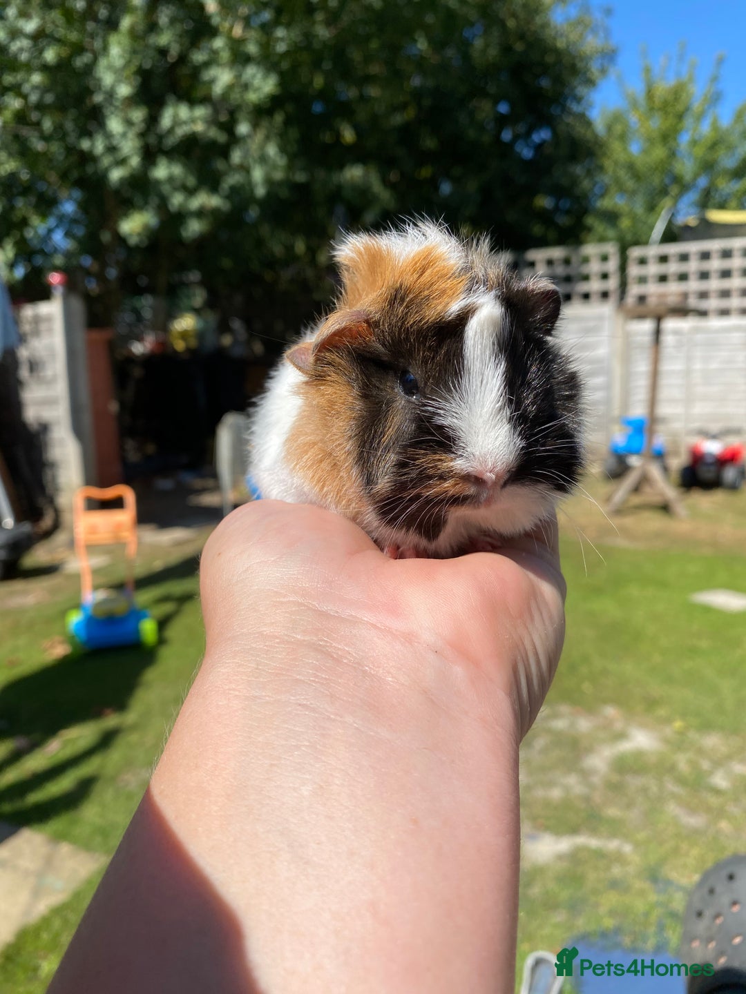 Guinea Pig rodents for sale: Peruvian cross Silkie Longhaired Guineapig Babies - Image 8