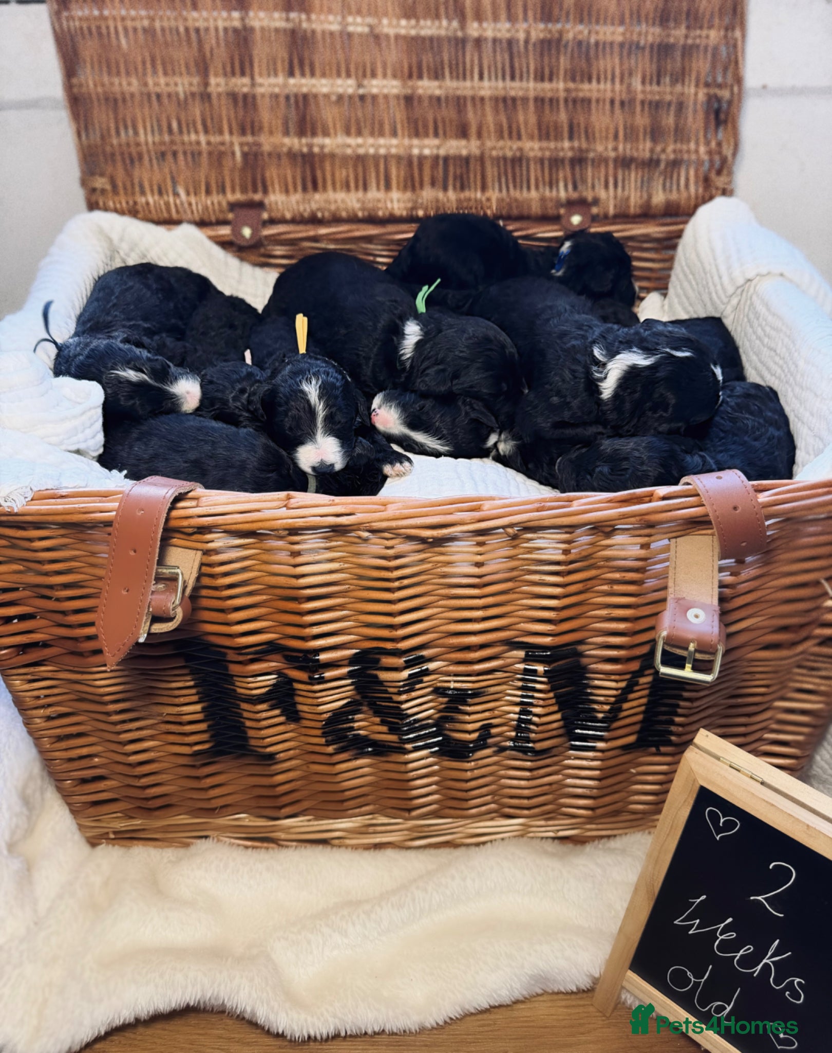 Sheepadoodle dogs F1 Sheepadoodle Puppies🤍 - Advert 1