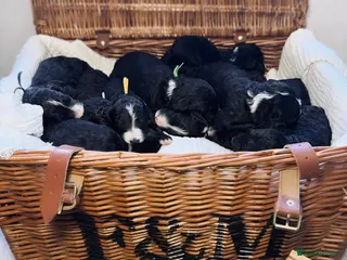 Sheepadoodle dogs F1 Sheepadoodle Puppies🤍 - Advert 1