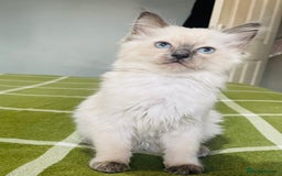 Ragdoll cats for sale: Ragdoll kittens (ready to leave now) - Image 20