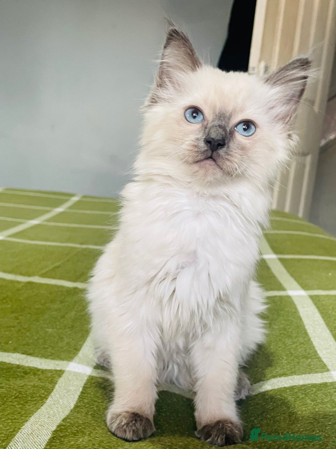 Ragdoll cats for sale: Ragdoll kittens (ready to leave now) - Image 20