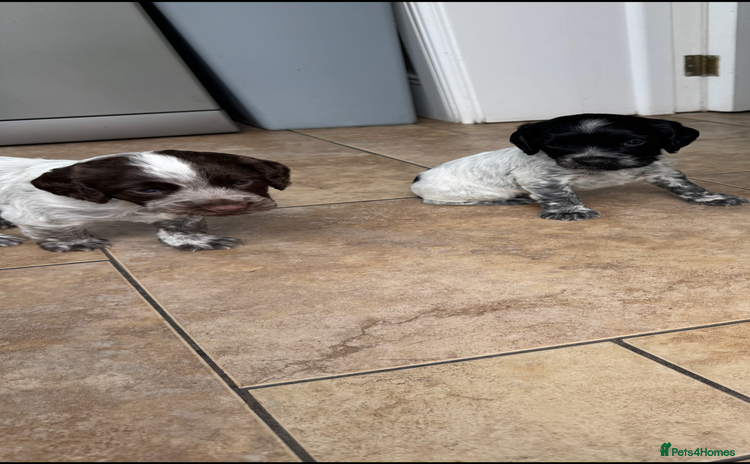 Cocker Spaniel dogs - Advert 13