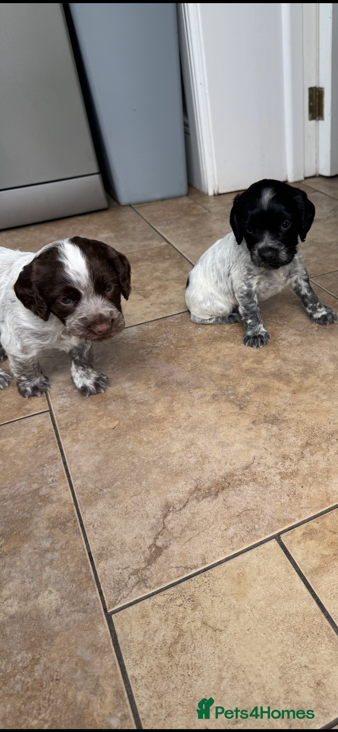Cocker Spaniel dogs for sale: Gorgeous cocker spaniel puppies  - Image 1
