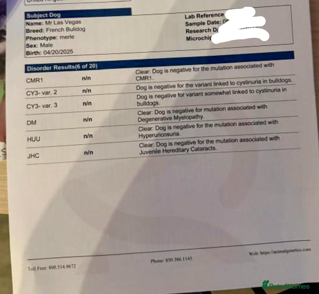 French Bulldog dogs for stud: 🇺🇸MR LAS VEGAS🇺🇸 - Advert 9