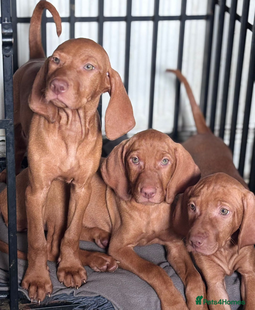 Hungarian Vizsla dogs for sale: Exceptional kc Hungarian viszla pups. NOW READY - Image 21