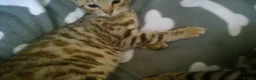 Mixed Breed cats for sale: Cute and Playful Kittens - Advert 8
