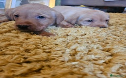 Labrador Retriever dogs for sale: Fantastic working bloodline kc labradors! - Image 15
