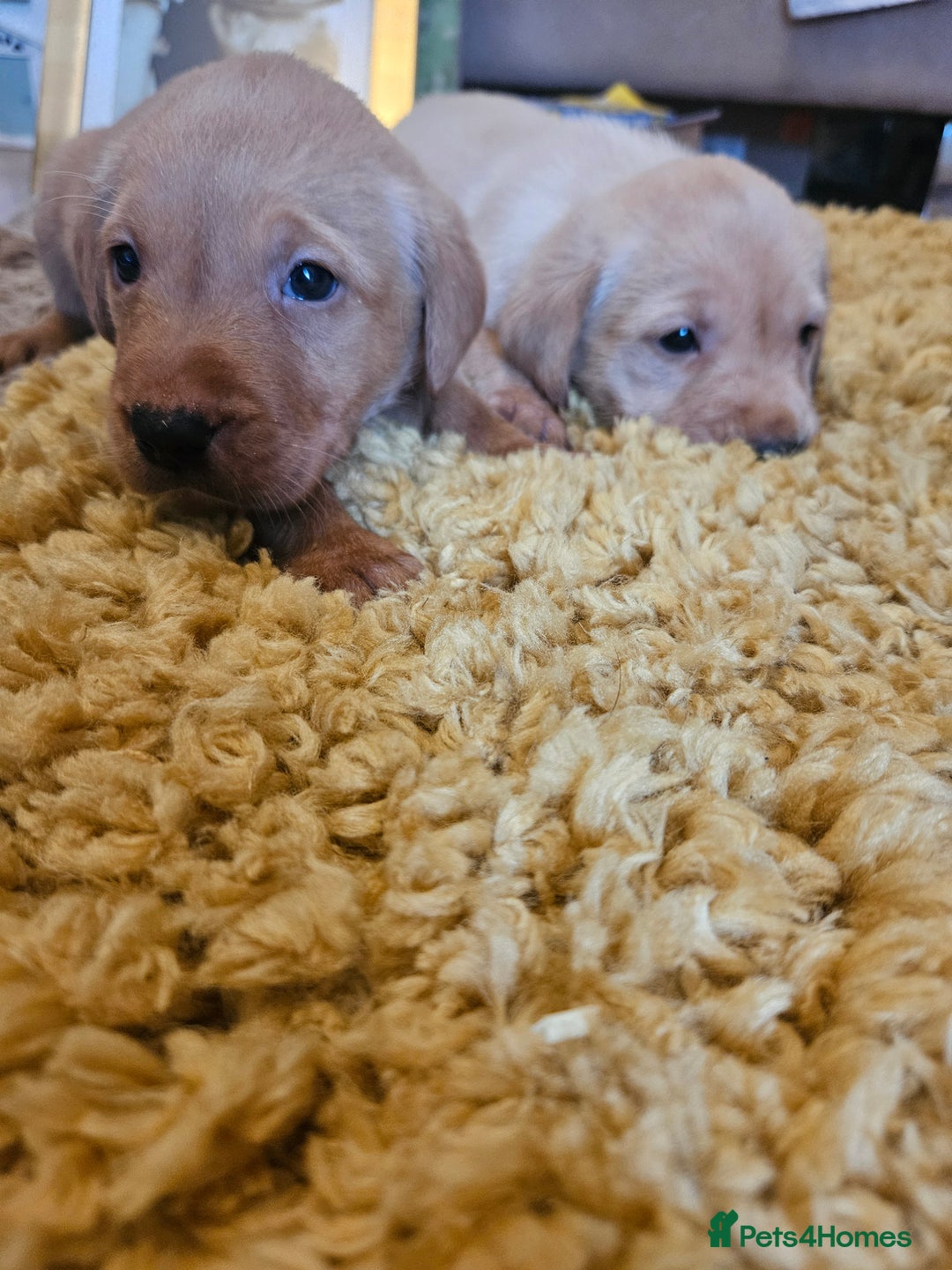 Labrador Retriever dogs for sale: Fantastic working bloodline kc labradors! - Image 15