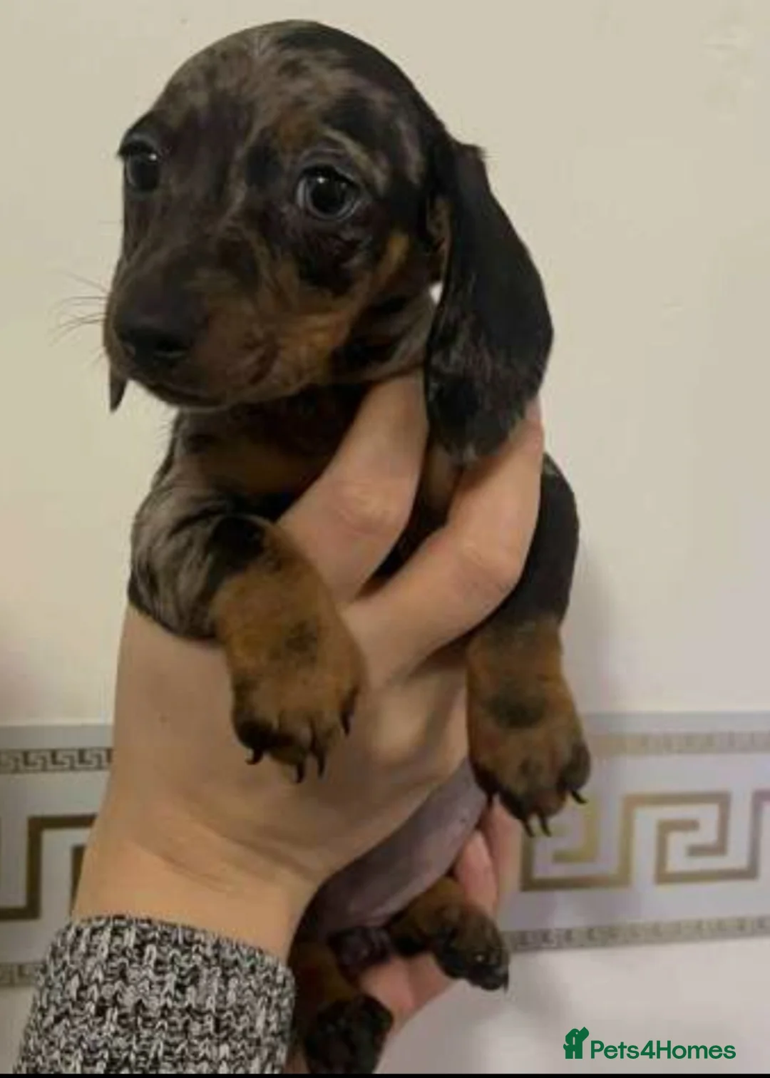 Miniature Dachshund dogs for sale: Miniature dachsund - Advert 4