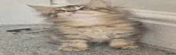 Maine Coon cats for sale: Maine Coon Kittens ready for there forever homes  - Advert 5