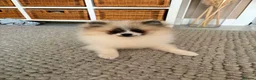 Pomeranian dogs for sale: Teddy Pom girl  - Advert 7