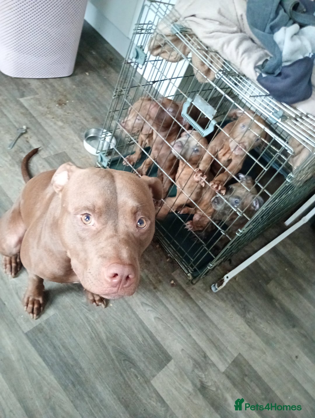 Mixed Breed dogs for sale: Cane corso x Irish Staffy Pups - Image 7