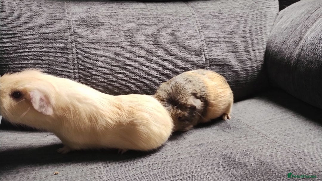 Guinea Pig rodents for sale: Cute pair boy guinea pigs  - Image 10