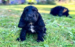 Cocker Spaniel dogs for sale: Beautiful pedigree show type cocker spaniels - Image 9