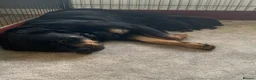 Rottweiler dogs for sale: Outstanding KC reg pups  - Advert 2