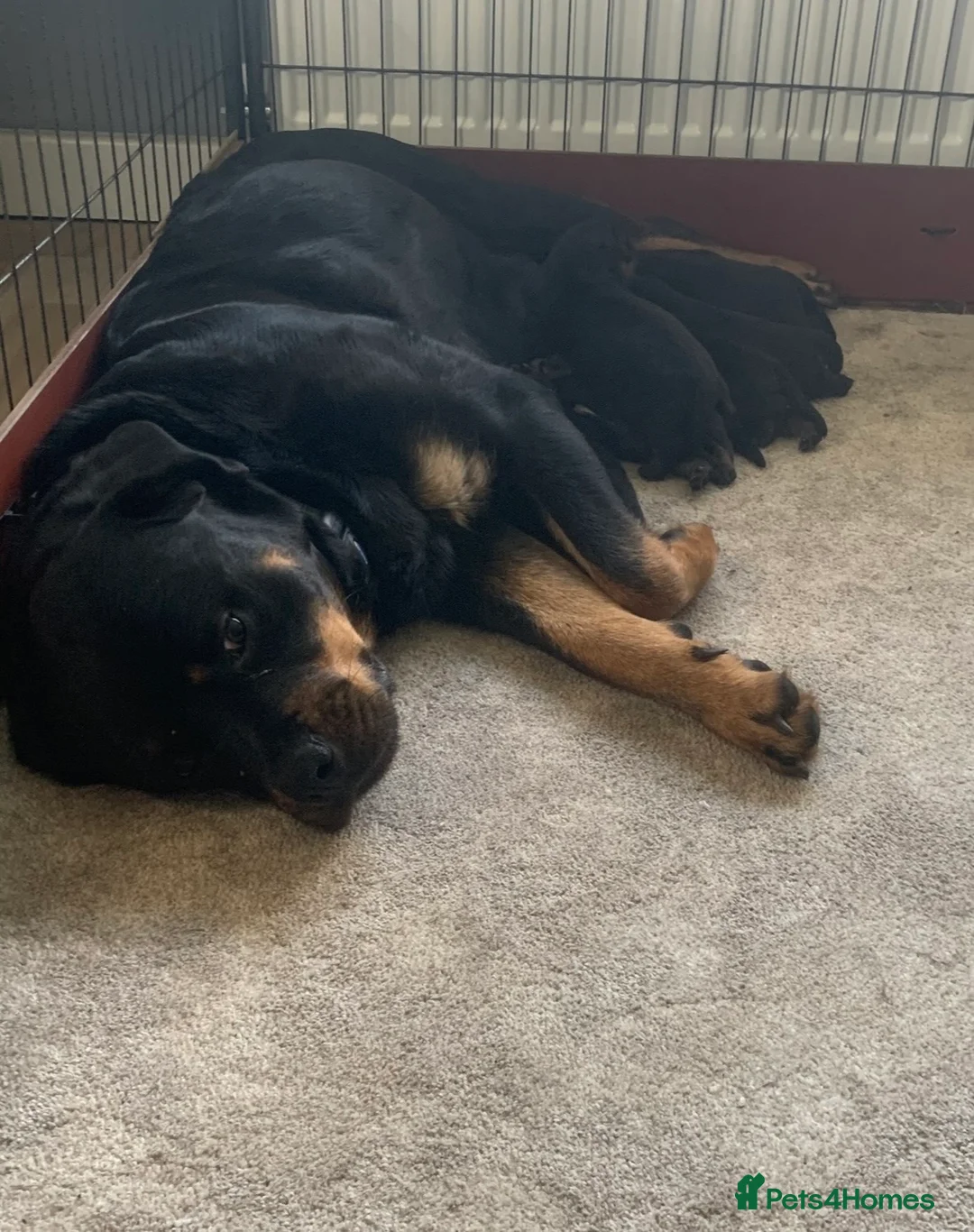 Rottweiler dogs for sale: Outstanding KC reg pups  - Advert 2